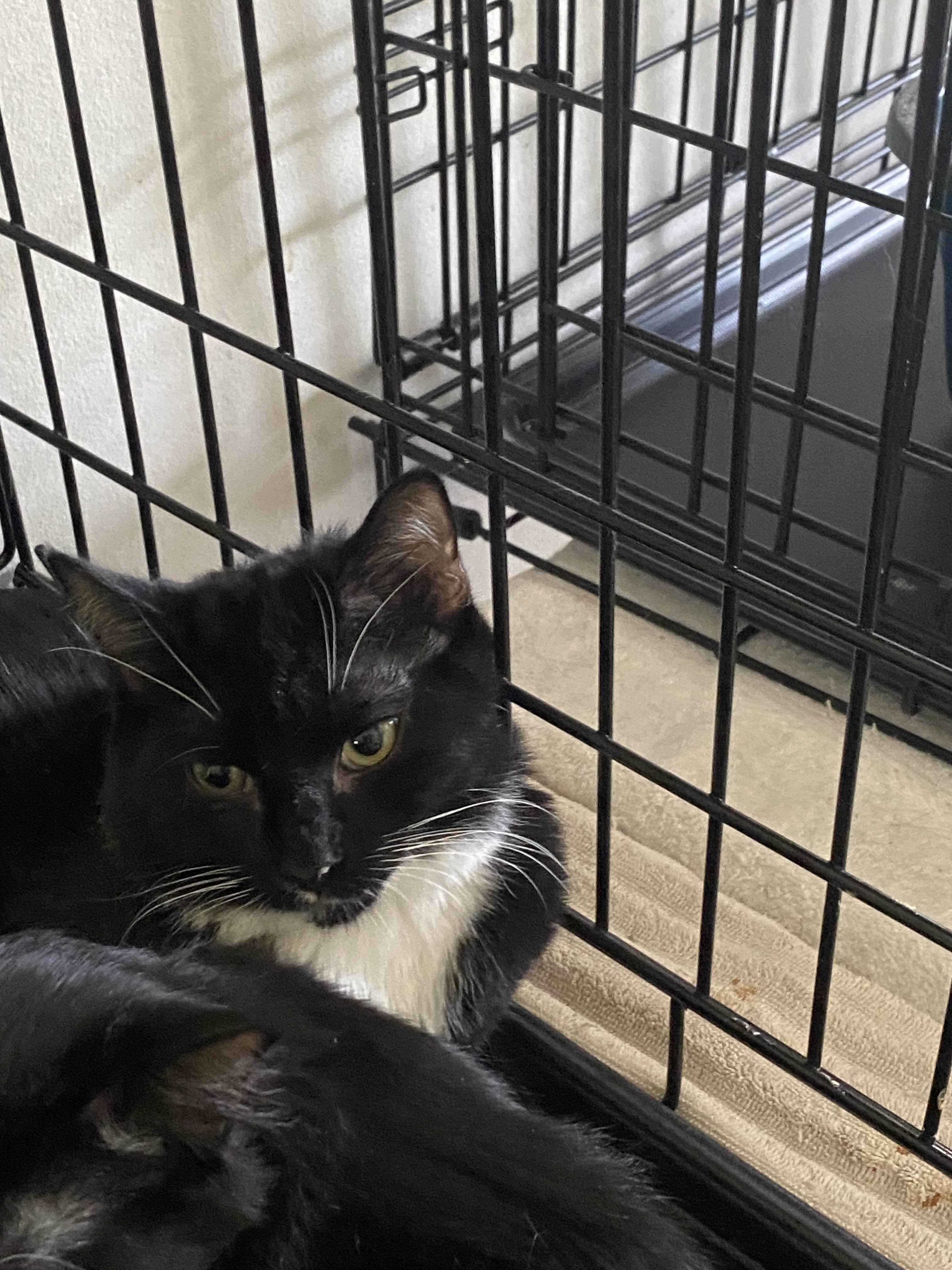 Enlarge Mittie, a Adoptable mixed breed in Pinson, AL image 3/6