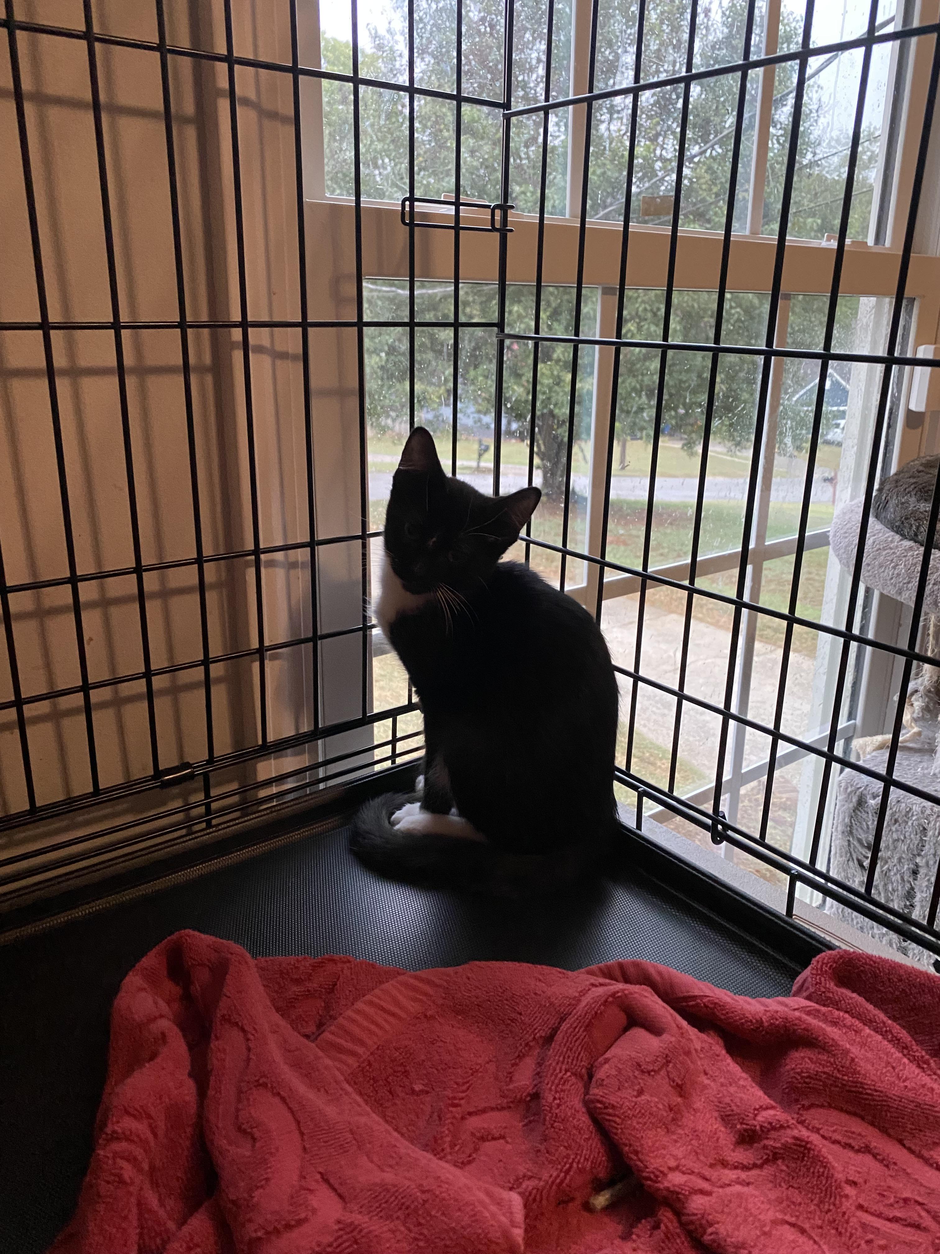 Enlarge Mittie, a Adoptable mixed breed in Pinson, AL image 4/6