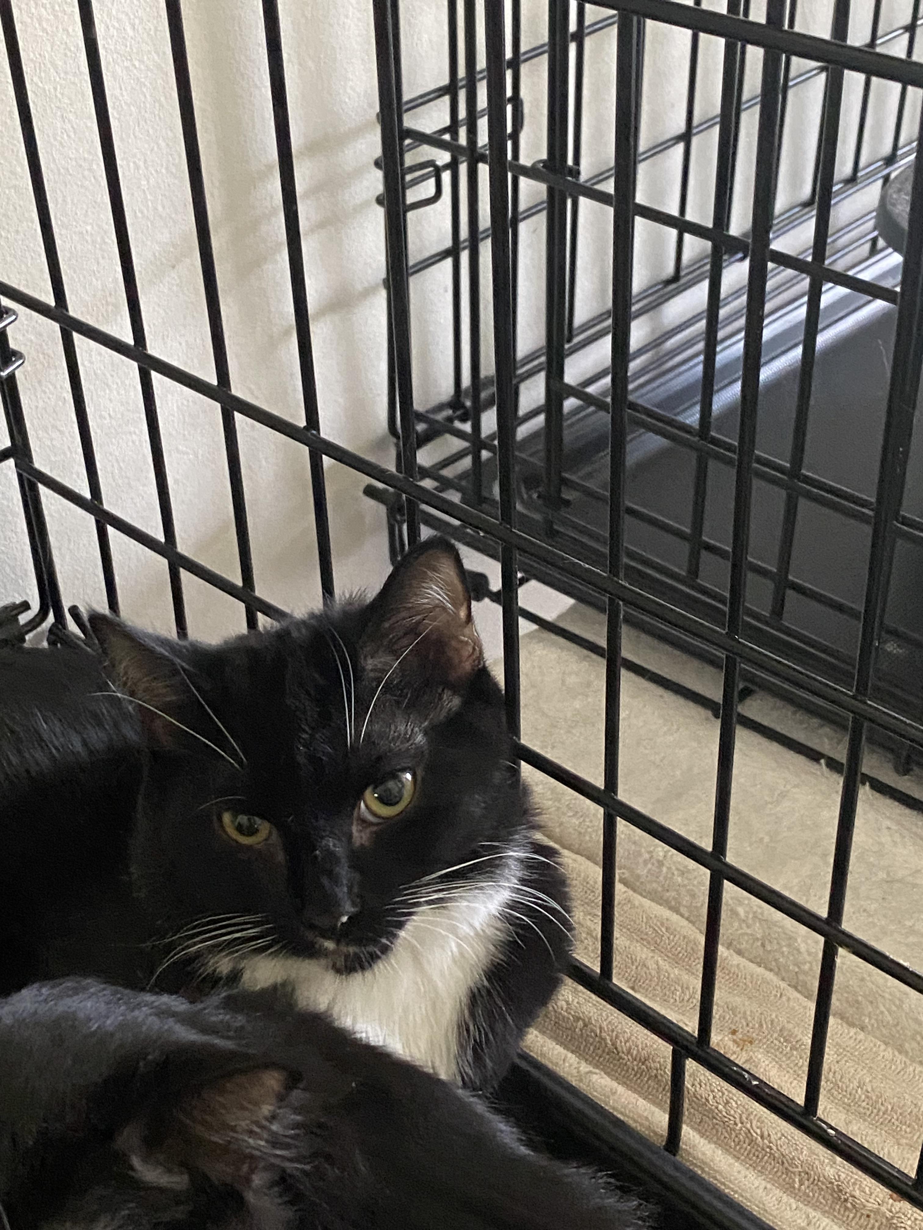 Enlarge Mittie, a Adoptable mixed breed in Pinson, AL image 6/6