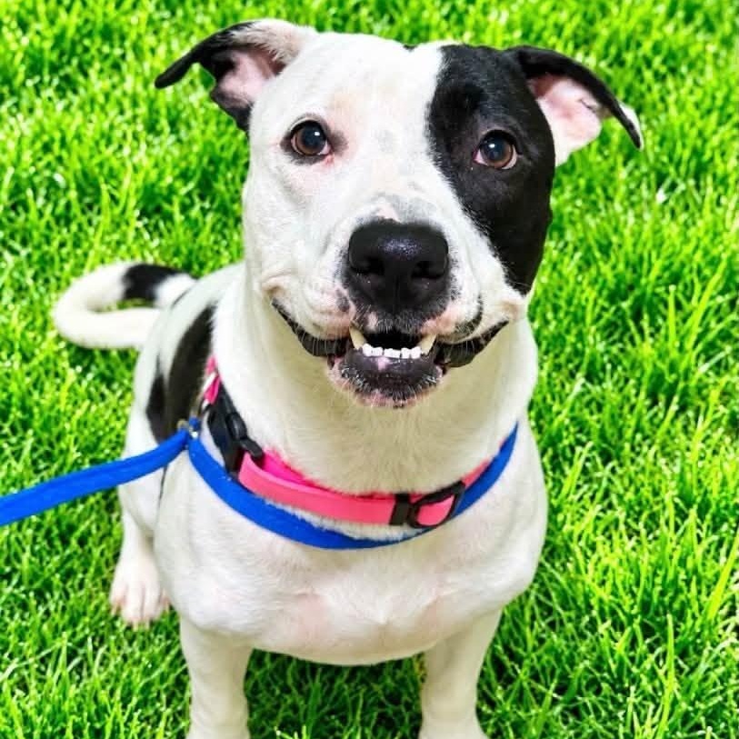 Cookie, Adoptable, Young Female Terrier.