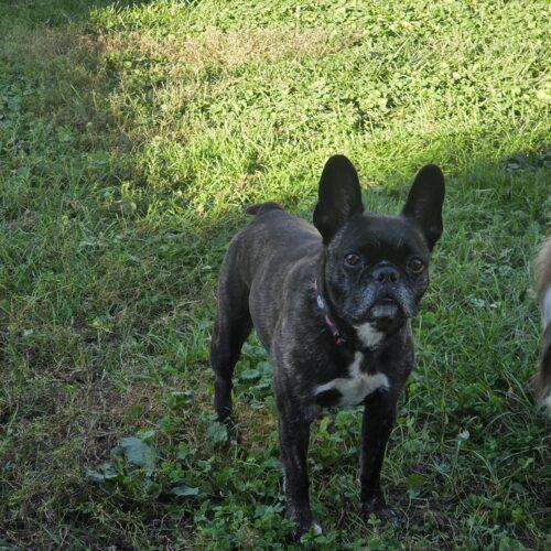 Enlarge Bella, a Adoptable French Bulldog in Kirksville, MO image 1/5