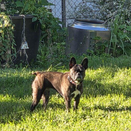 Enlarge Bella, a Adoptable French Bulldog in Kirksville, MO image 2/5