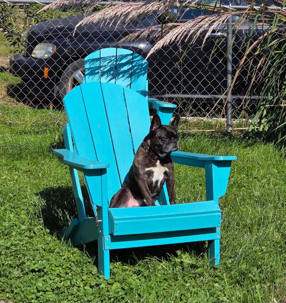 Enlarge Bella, a Adoptable French Bulldog in Kirksville, MO image 3/5