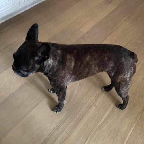 Enlarge Bella, a Adoptable French Bulldog in Kirksville, MO image 4/5