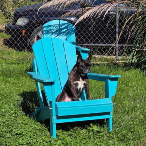 Enlarge Bella, a Adoptable French Bulldog in Kirksville, MO image 5/5