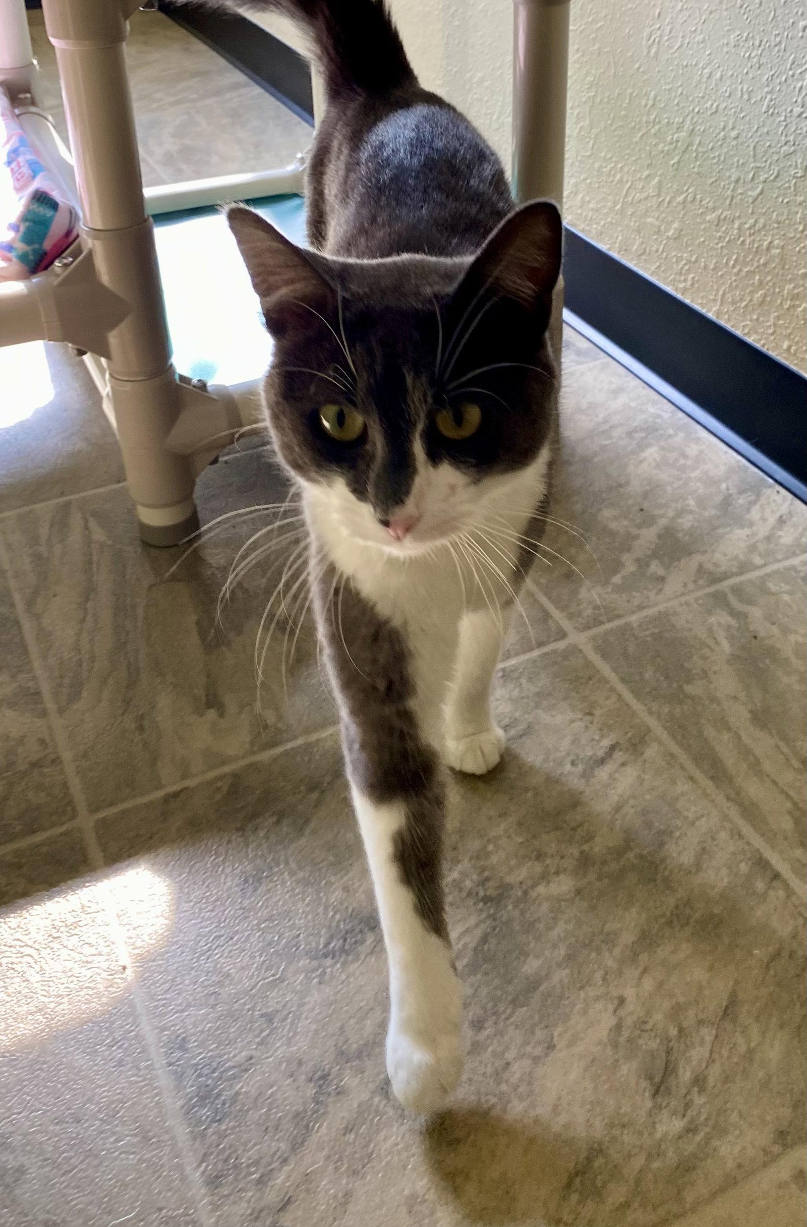 Purrseus, Adoptable, Adult Male Domestic Short Hair.