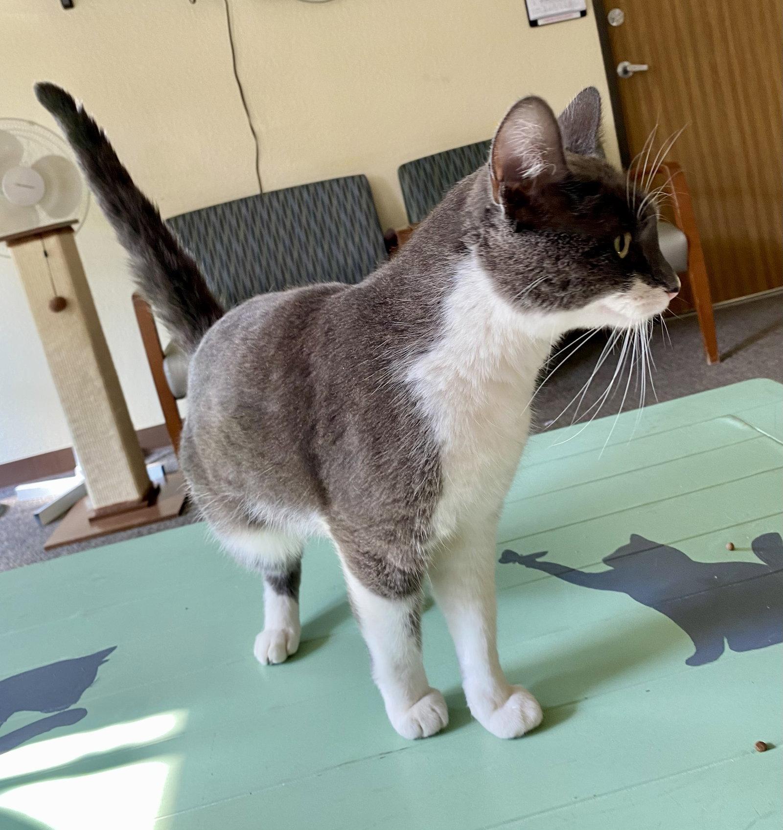 Purrseus, a Adoptable Domestic Short Hair in Fargo, ND image 2/2