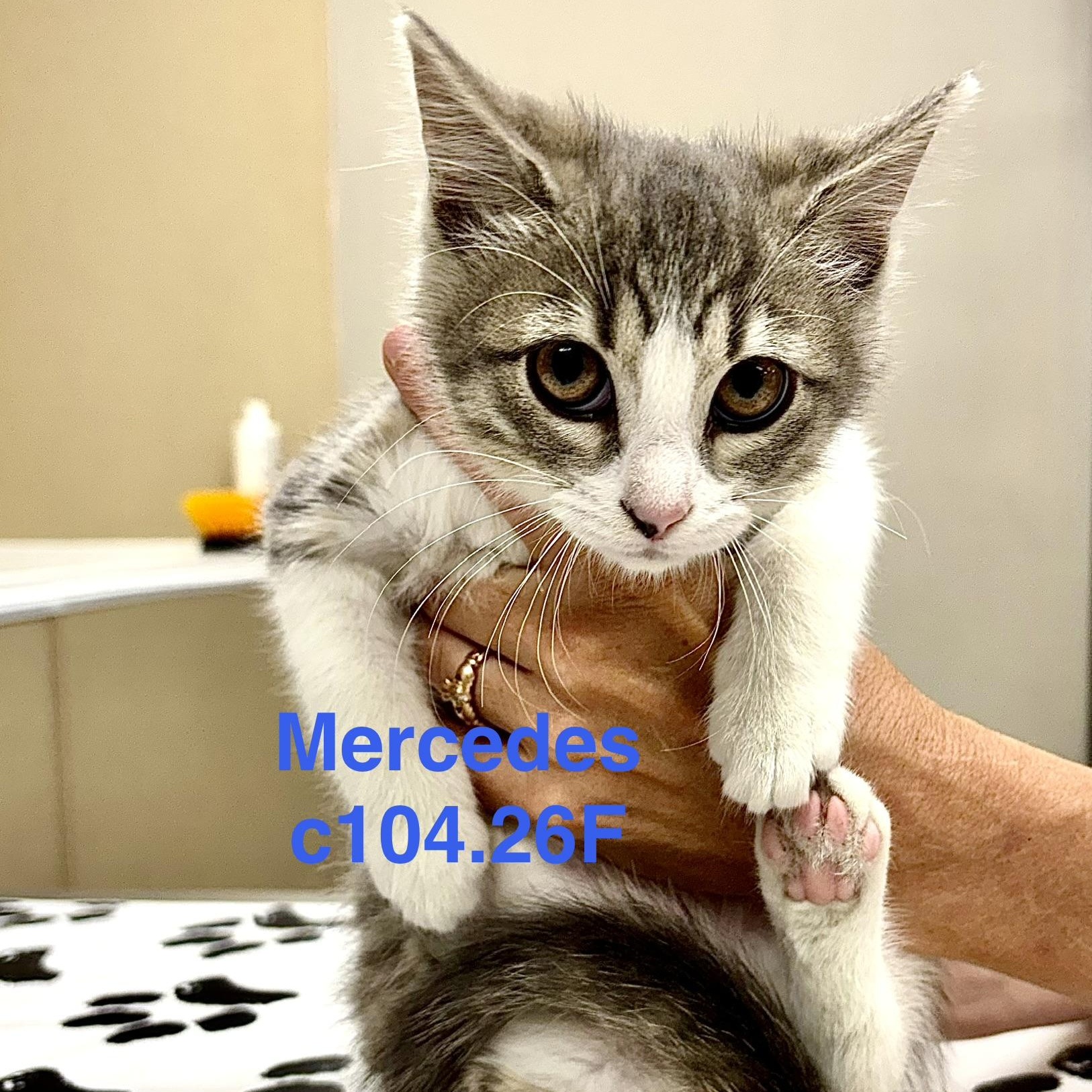 Foster Mercedes, Adoptable, Kitten Female Domestic Short Hair & Tiger.