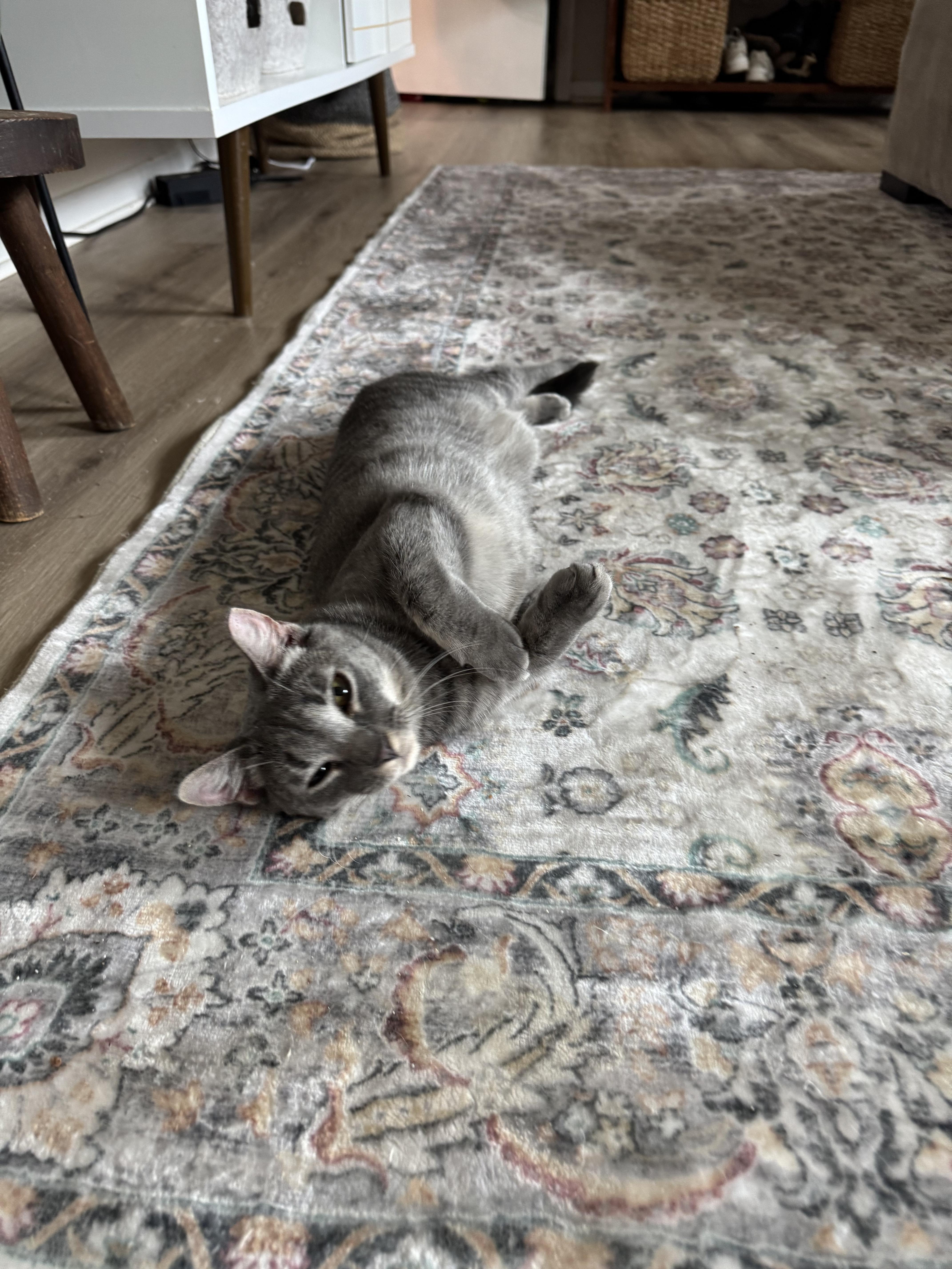 Misty, Adopted, Young Female Domestic Short Hair.