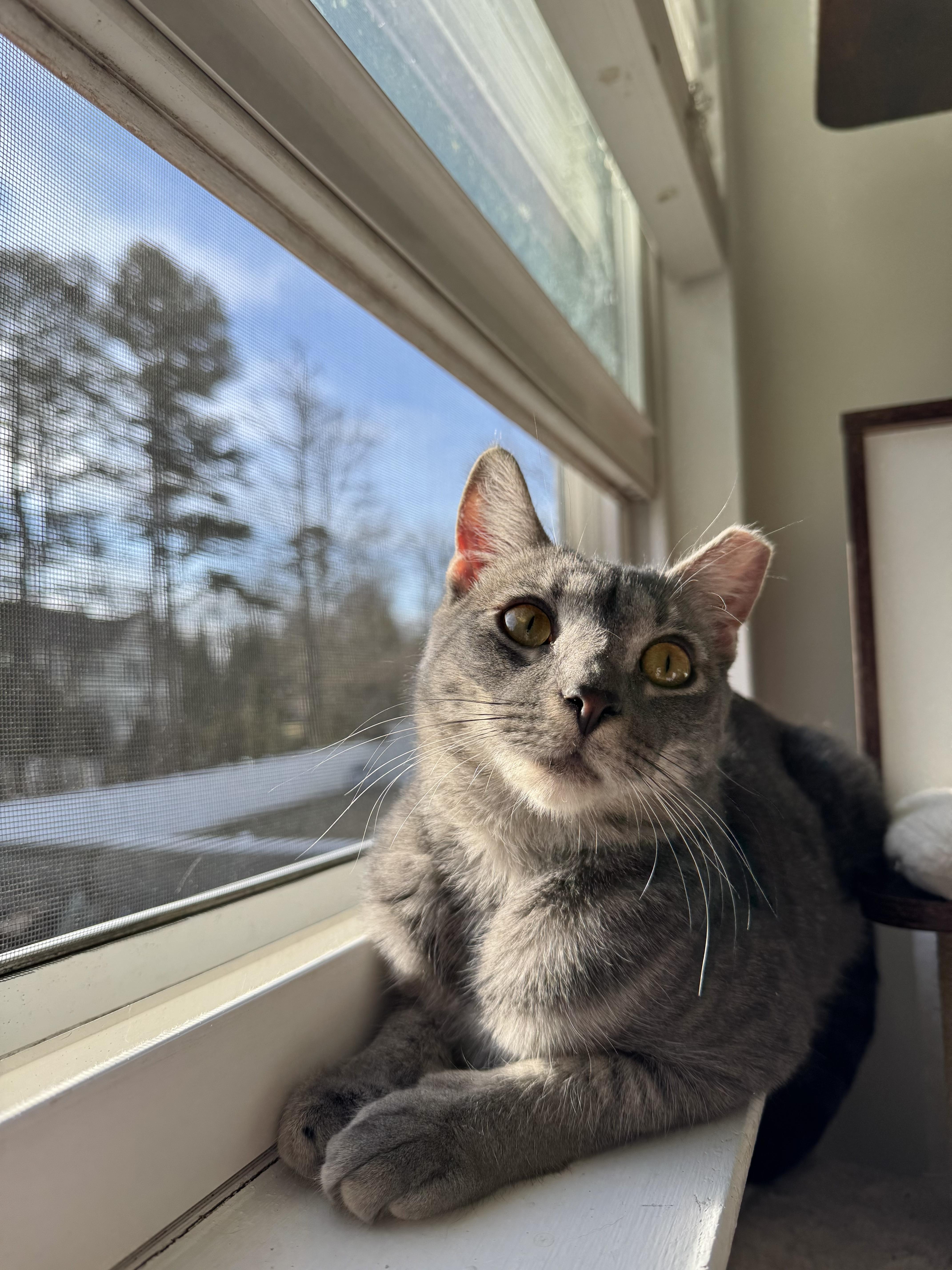 Enlarge Misty, a Adopted Domestic Short Hair in West Berlin, NJ image 3/6