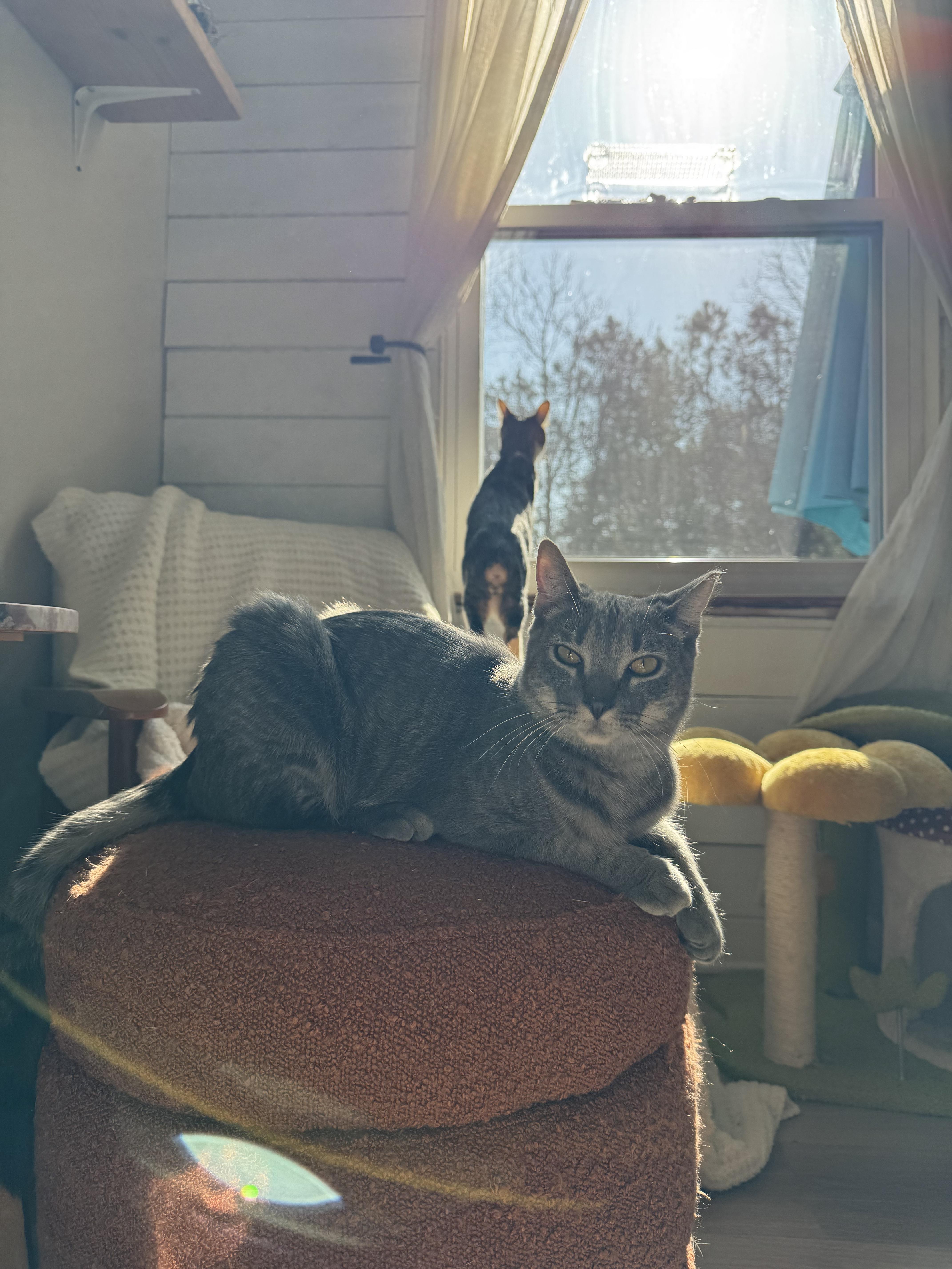 Enlarge Misty, a Adopted Domestic Short Hair in West Berlin, NJ image 4/6