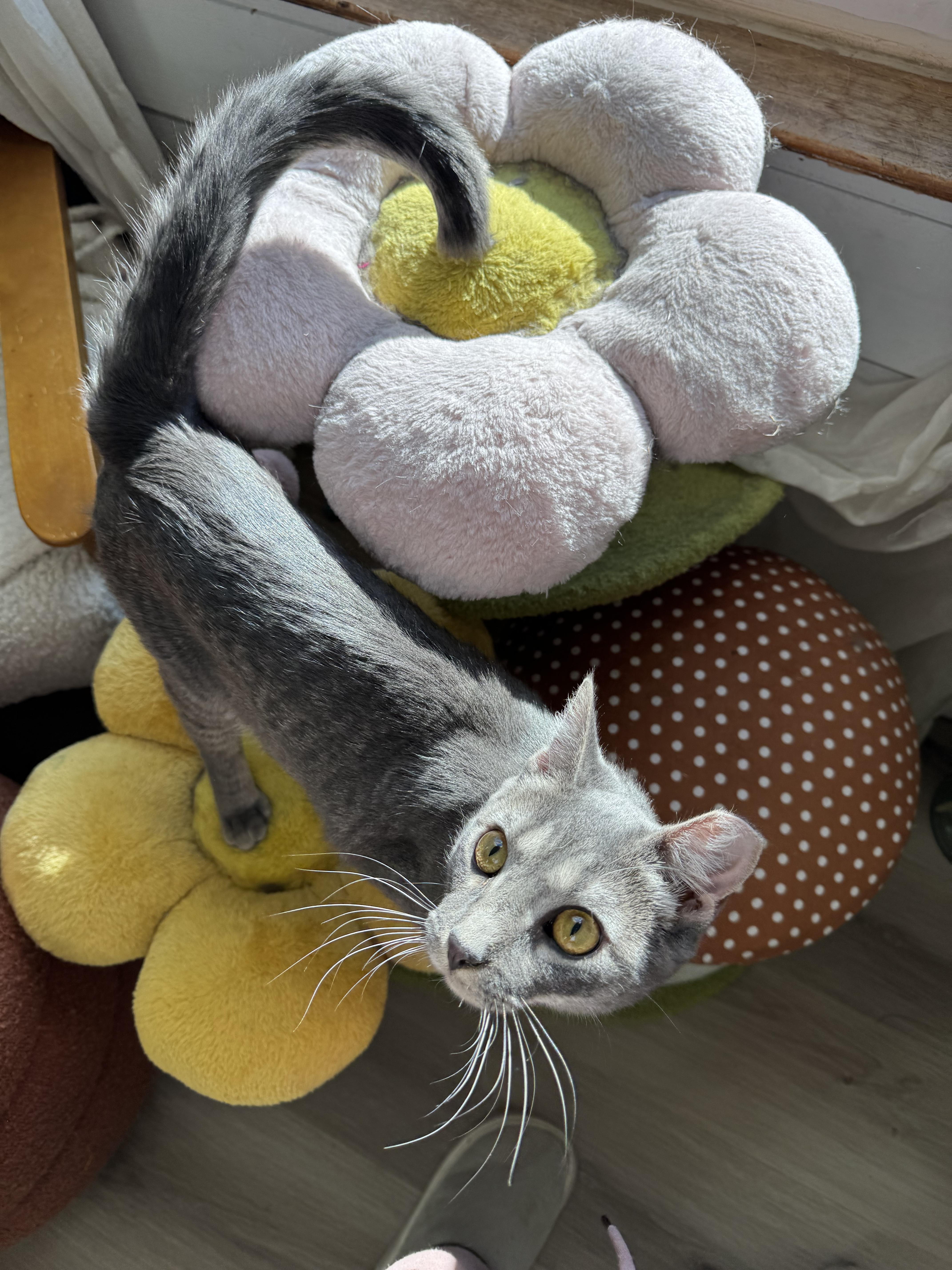 Misty, Adopted, Young Female Domestic Short Hair.