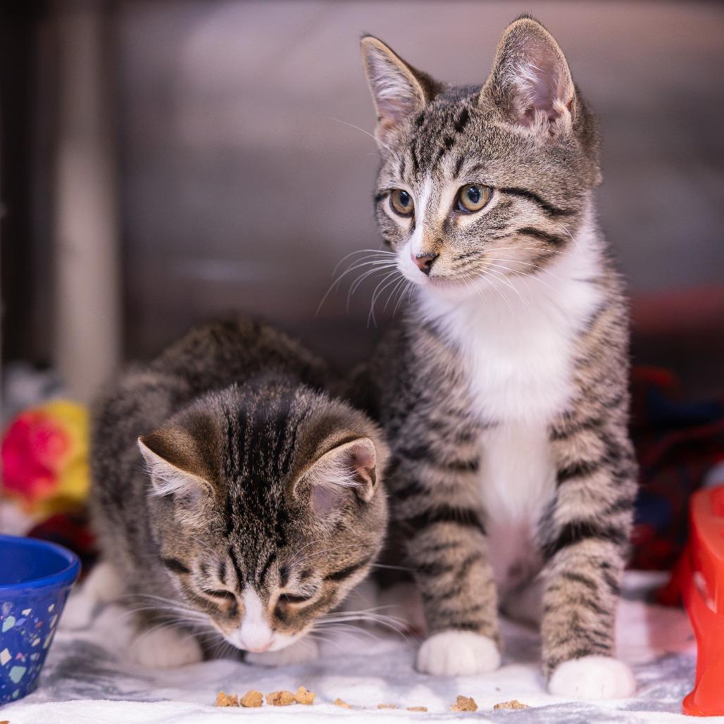 Sage, Adoptable, Kitten Female Domestic Short Hair.