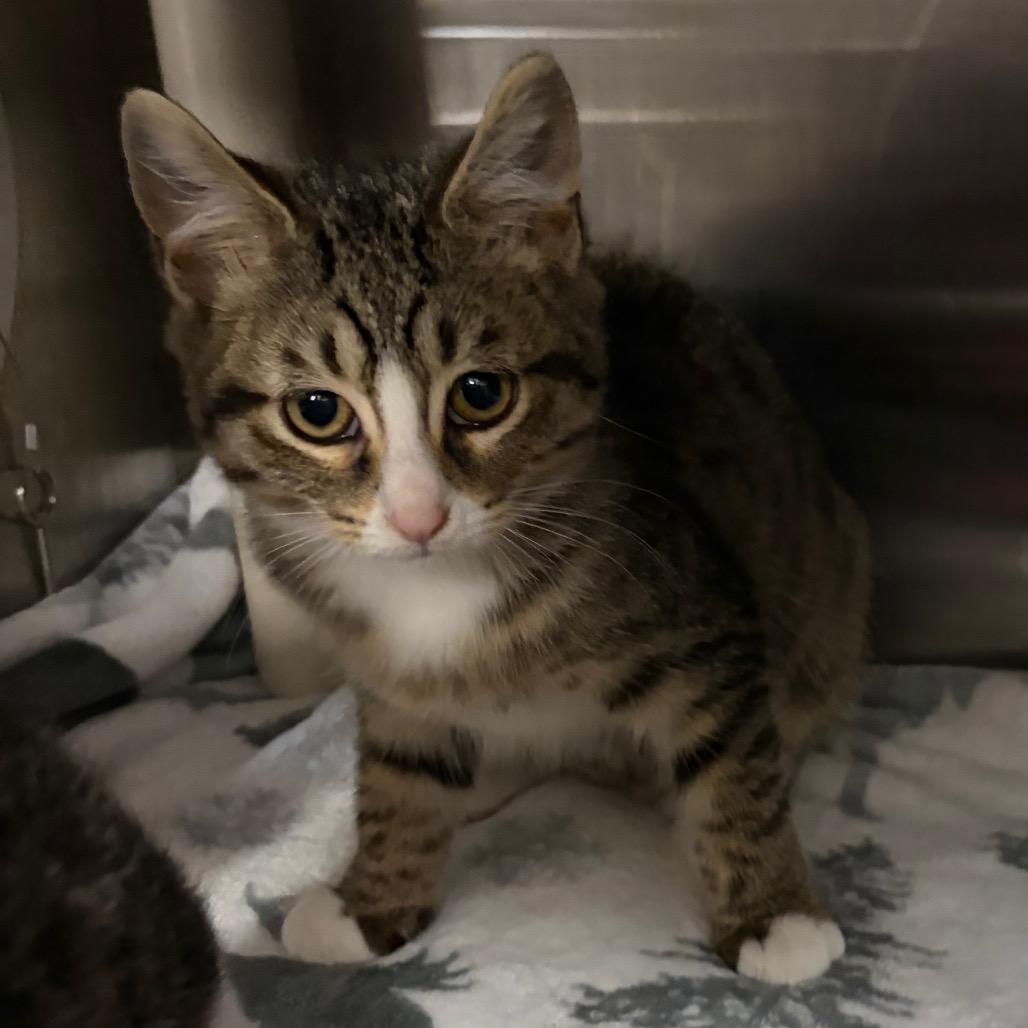 Enlarge Sage, a Adoptable Domestic Short Hair in Mentor, OH image 2/2