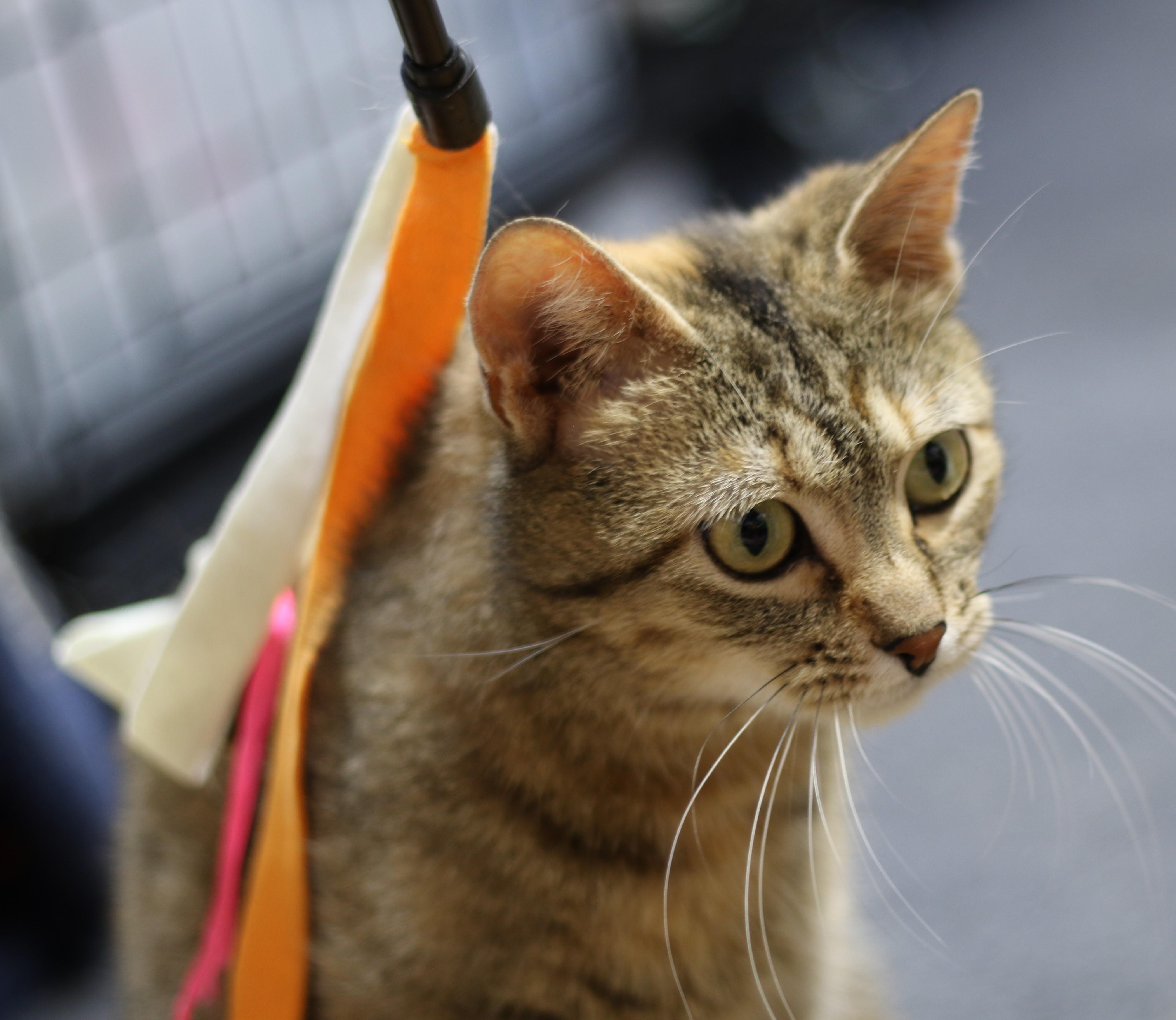 Tamira, Adoptable, Adult Female Torbie.