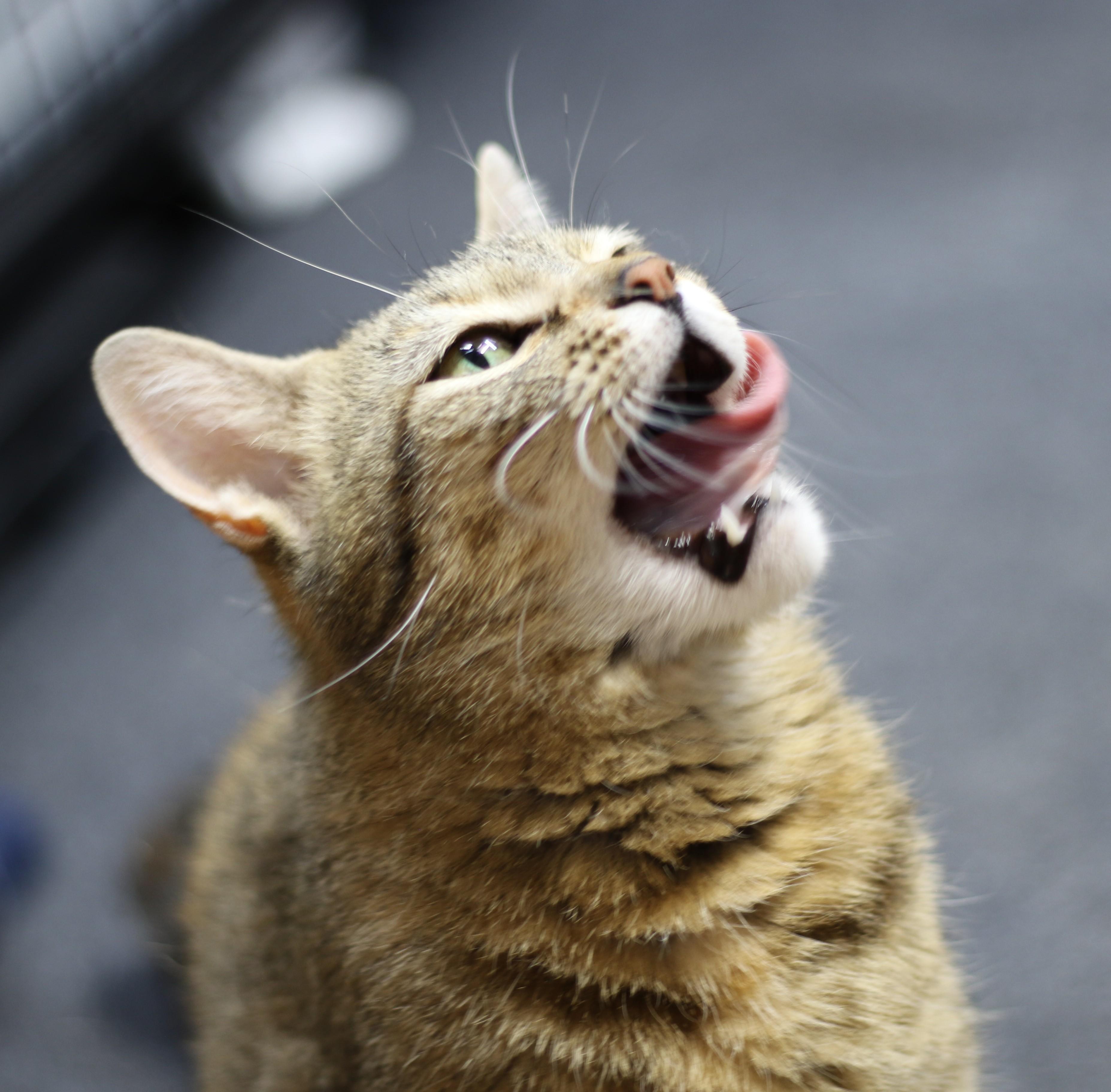 Tamira, an adoptable Torbie in Cut Bank, MT, 59427 | Photo Image 2