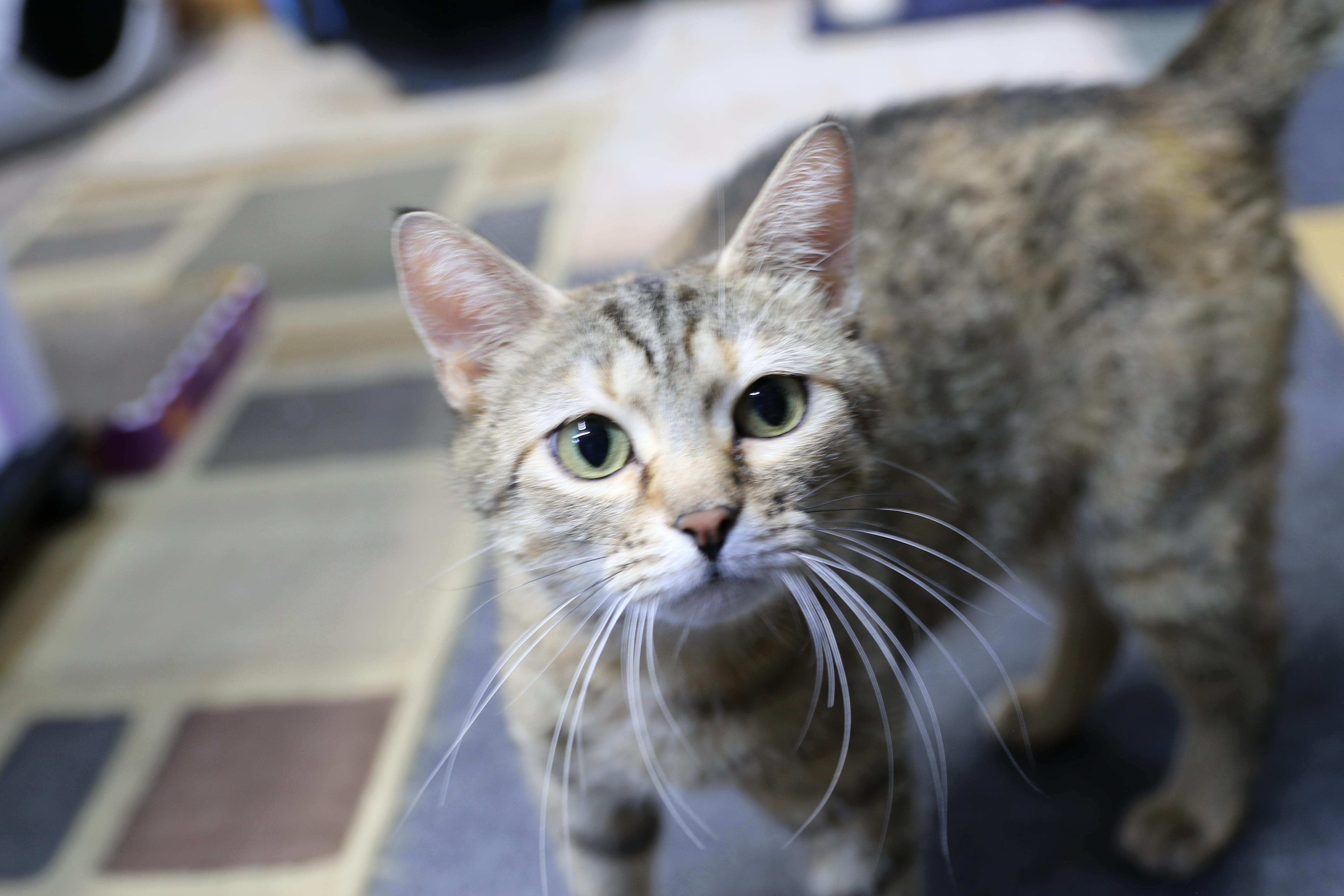 Tamira, an adoptable Torbie in Cut Bank, MT, 59427 | Photo Image 3