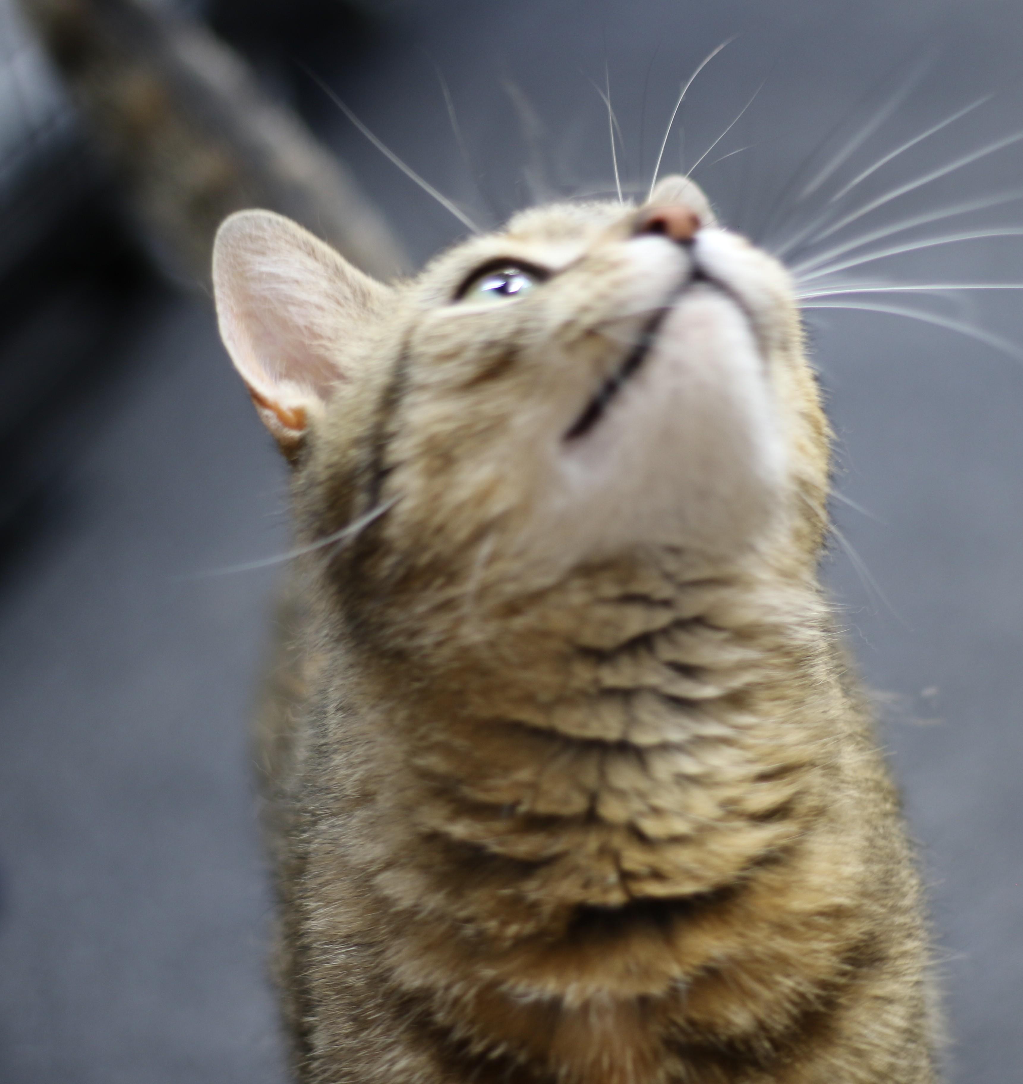 Tamira, a Adoptable Torbie in Cut Bank, MT image 5/6