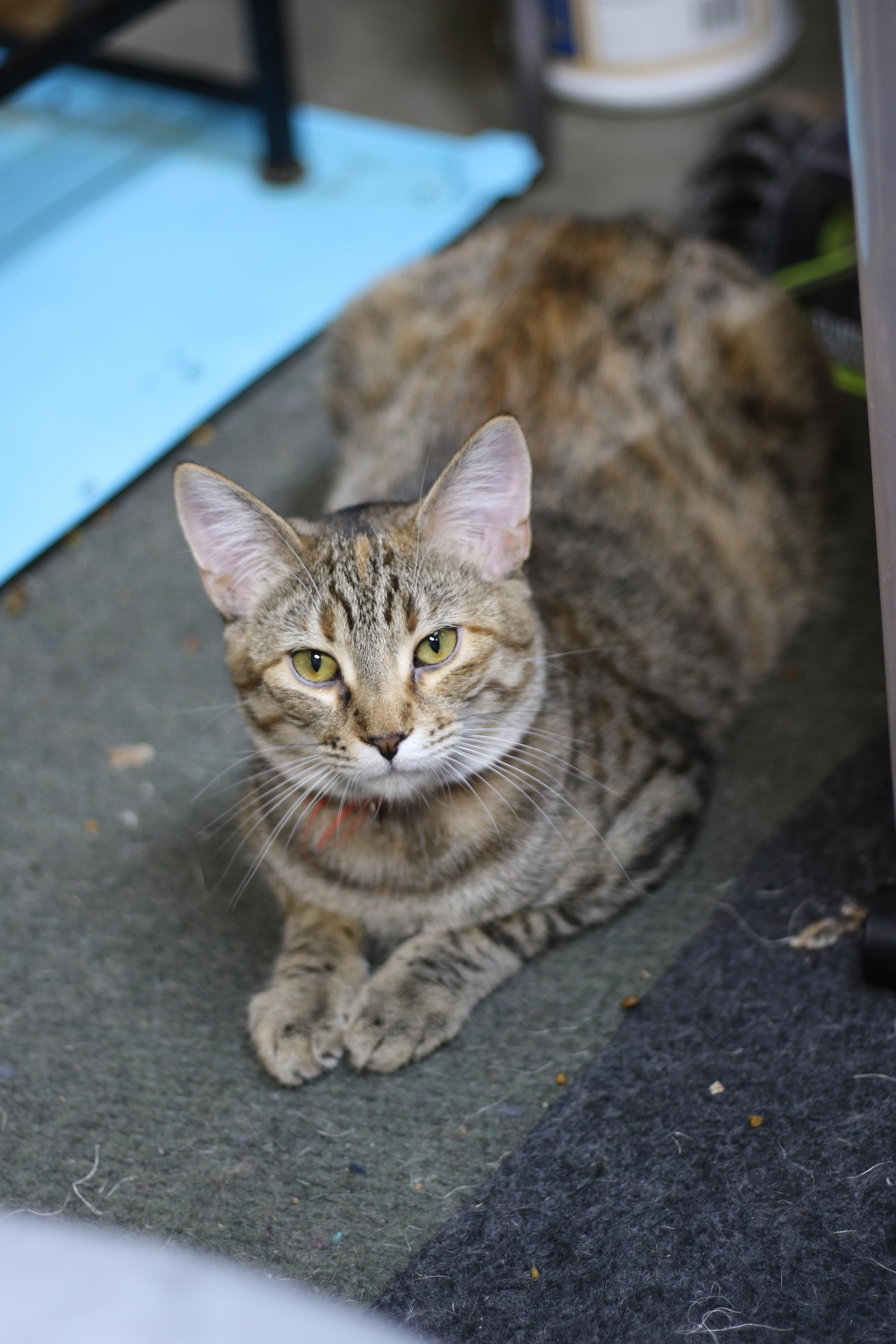 Tamira, a Adoptable Torbie in Cut Bank, MT image 6/6