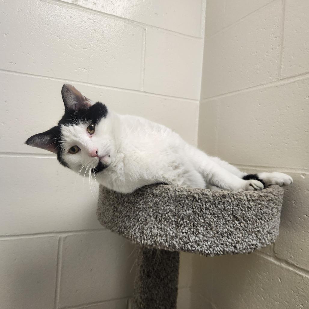 Enlarge Beanie, a Adoptable Domestic Short Hair in Brockton, MA image 1/2