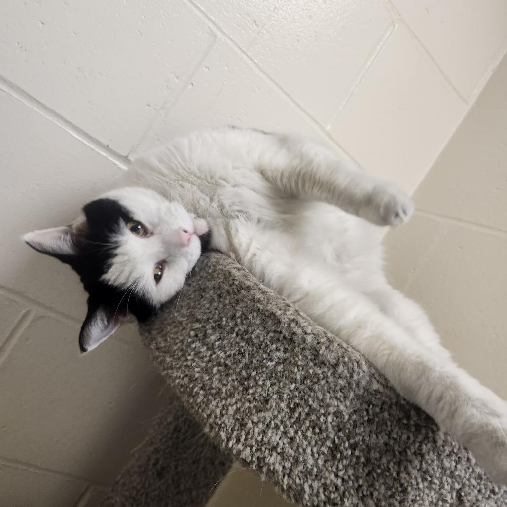 Enlarge Beanie, a Adoptable Domestic Short Hair in Brockton, MA image 2/2