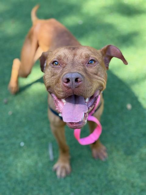 RUSS, Adoptable, Adult Male Pit Bull Terrier.