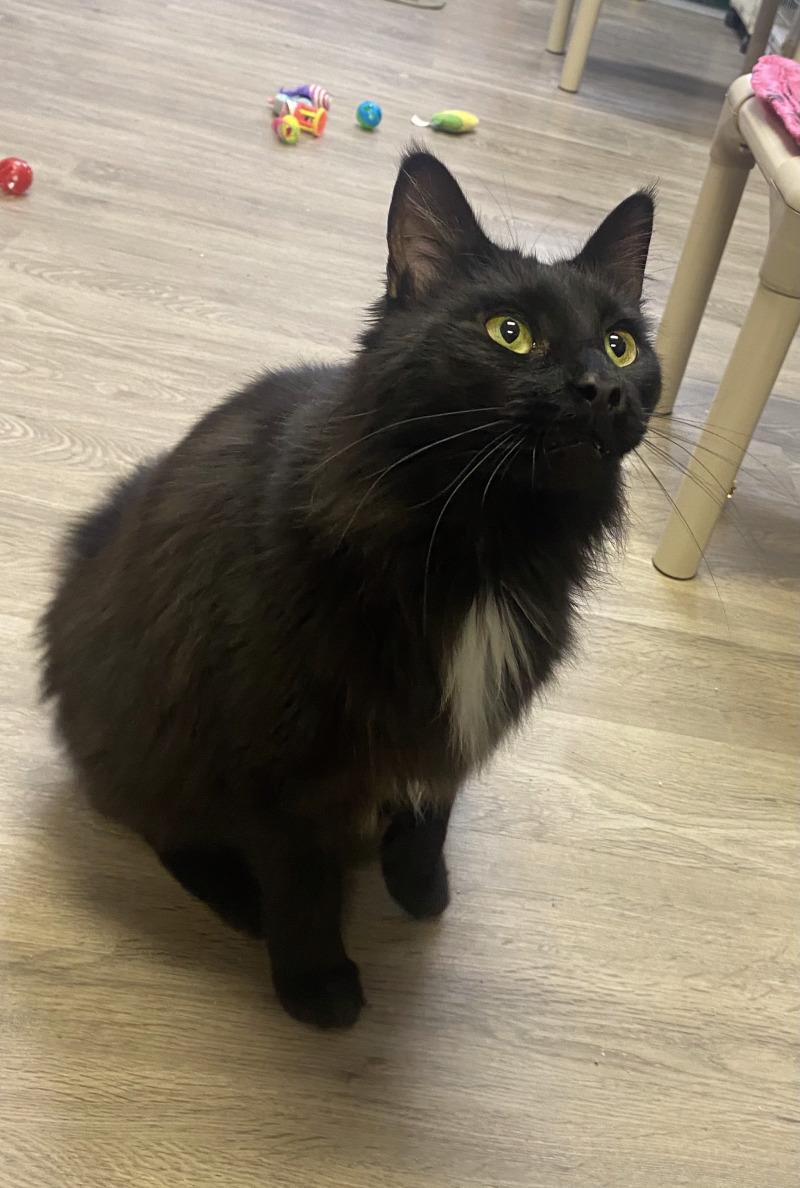 Catrick Swayze, Adoptable, Adult Male Domestic Medium Hair.