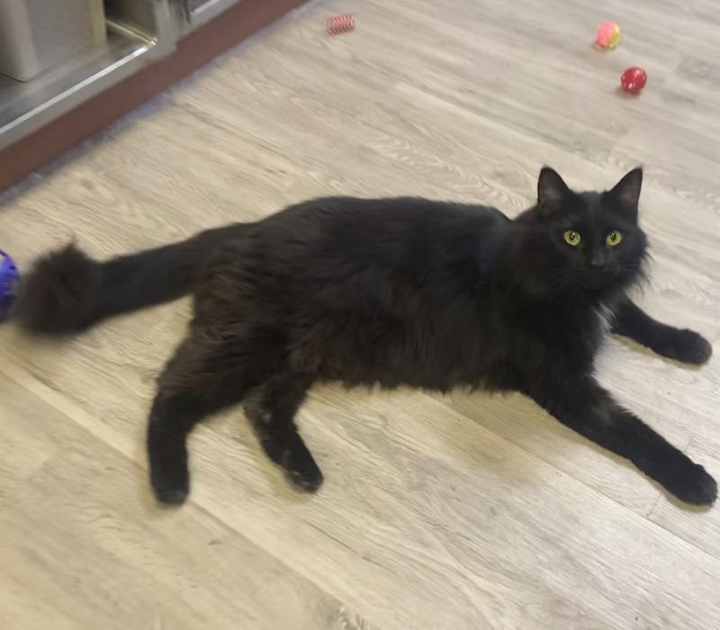 Enlarge Catrick Swayze, a Adoptable Domestic Medium Hair in Cortland, NY image 2/6