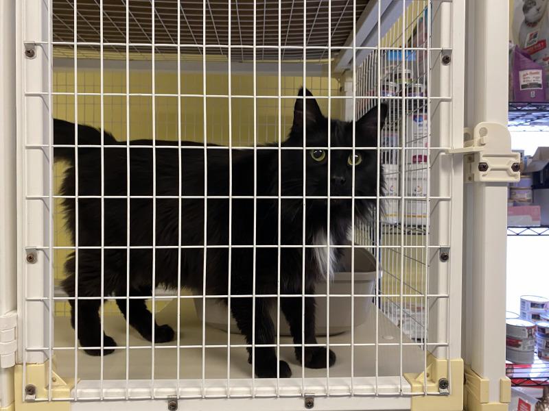 Enlarge Catrick Swayze, a Adoptable Domestic Medium Hair in Cortland, NY image 3/6