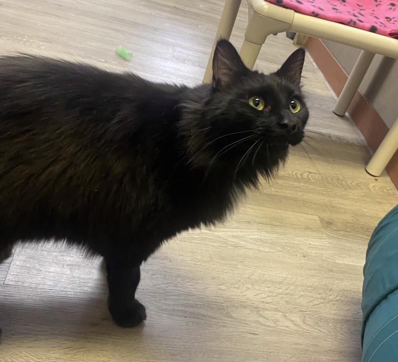 Enlarge Catrick Swayze, a Adoptable Domestic Medium Hair in Cortland, NY image 4/6