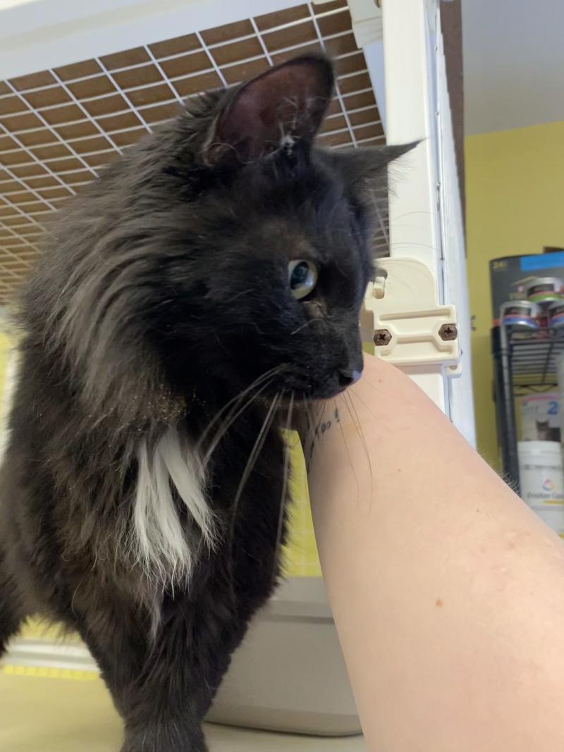 Enlarge Catrick Swayze, a Adoptable Domestic Medium Hair in Cortland, NY image 5/6