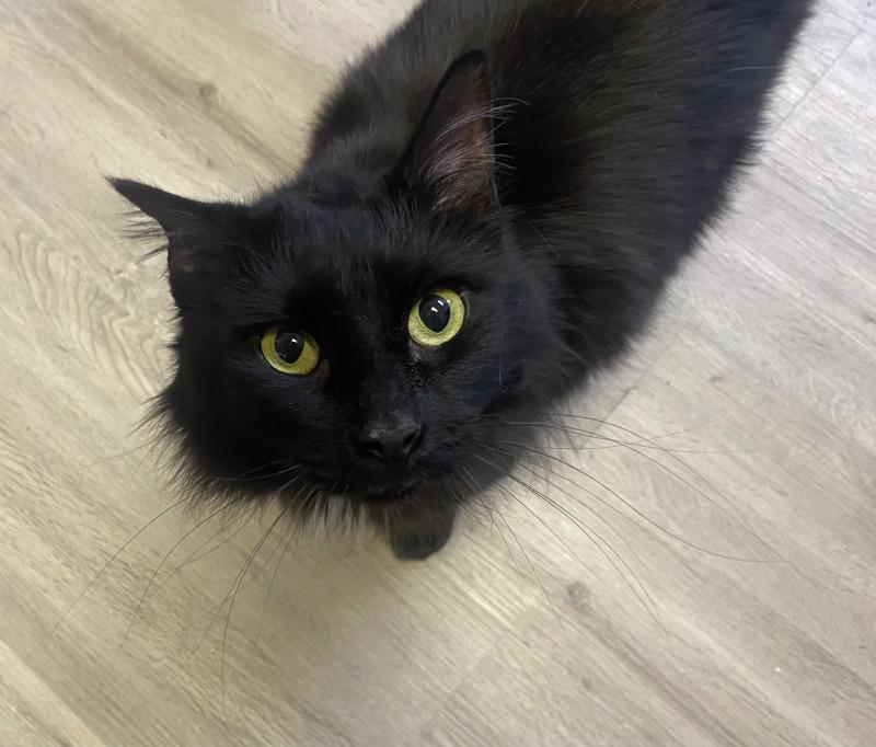 Enlarge Catrick Swayze, a Adoptable Domestic Medium Hair in Cortland, NY image 6/6