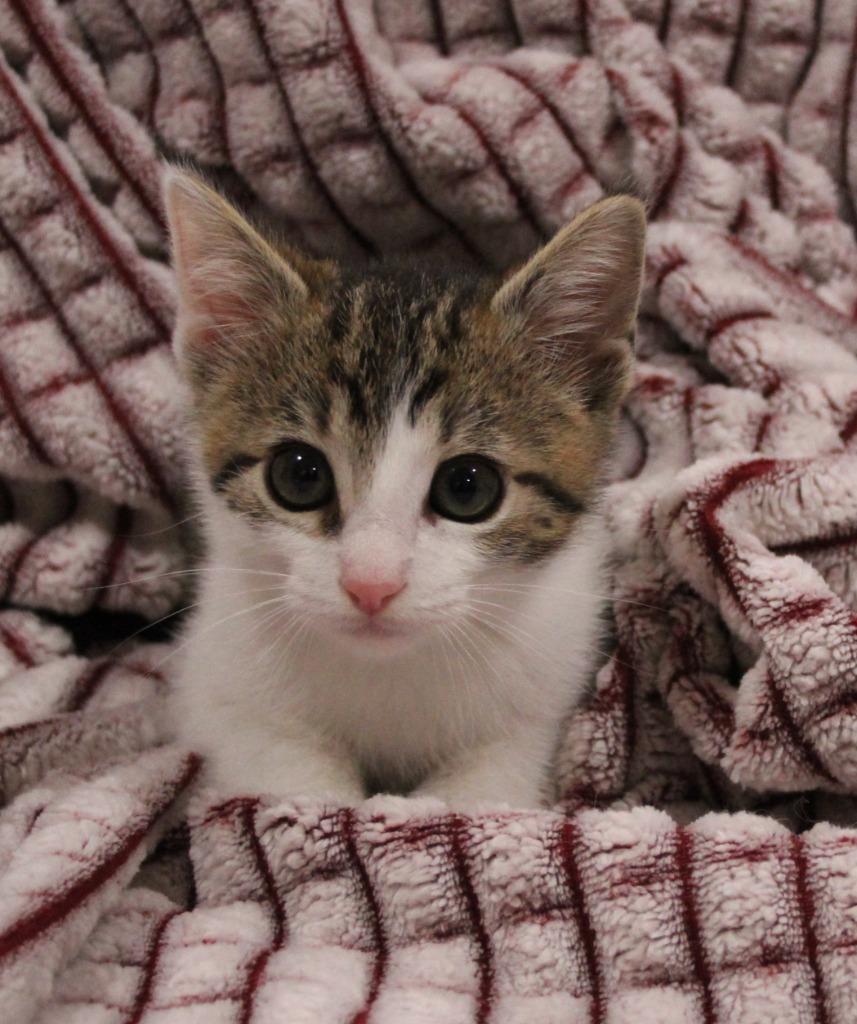 Enlarge Grayson, a Adoptable mixed breed in Vacaville, CA image 1/1