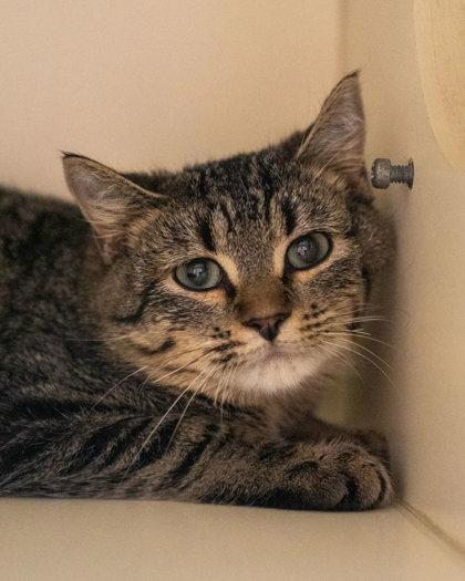 Yokai, Adoptable, Kitten Male Domestic Short Hair & Domestic Short Hair.