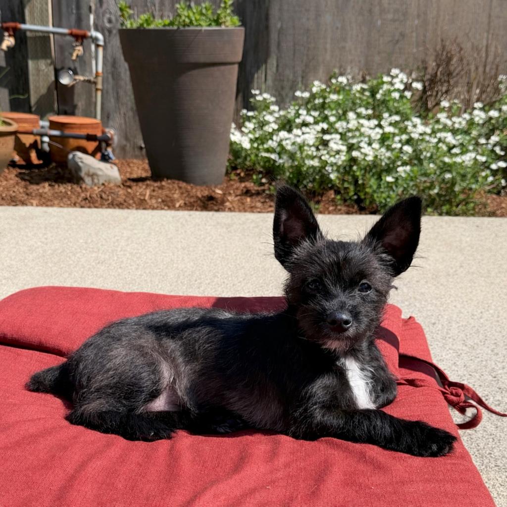 Enlarge Milo, an adopted mixed breed in Olympia, WA image 2/5