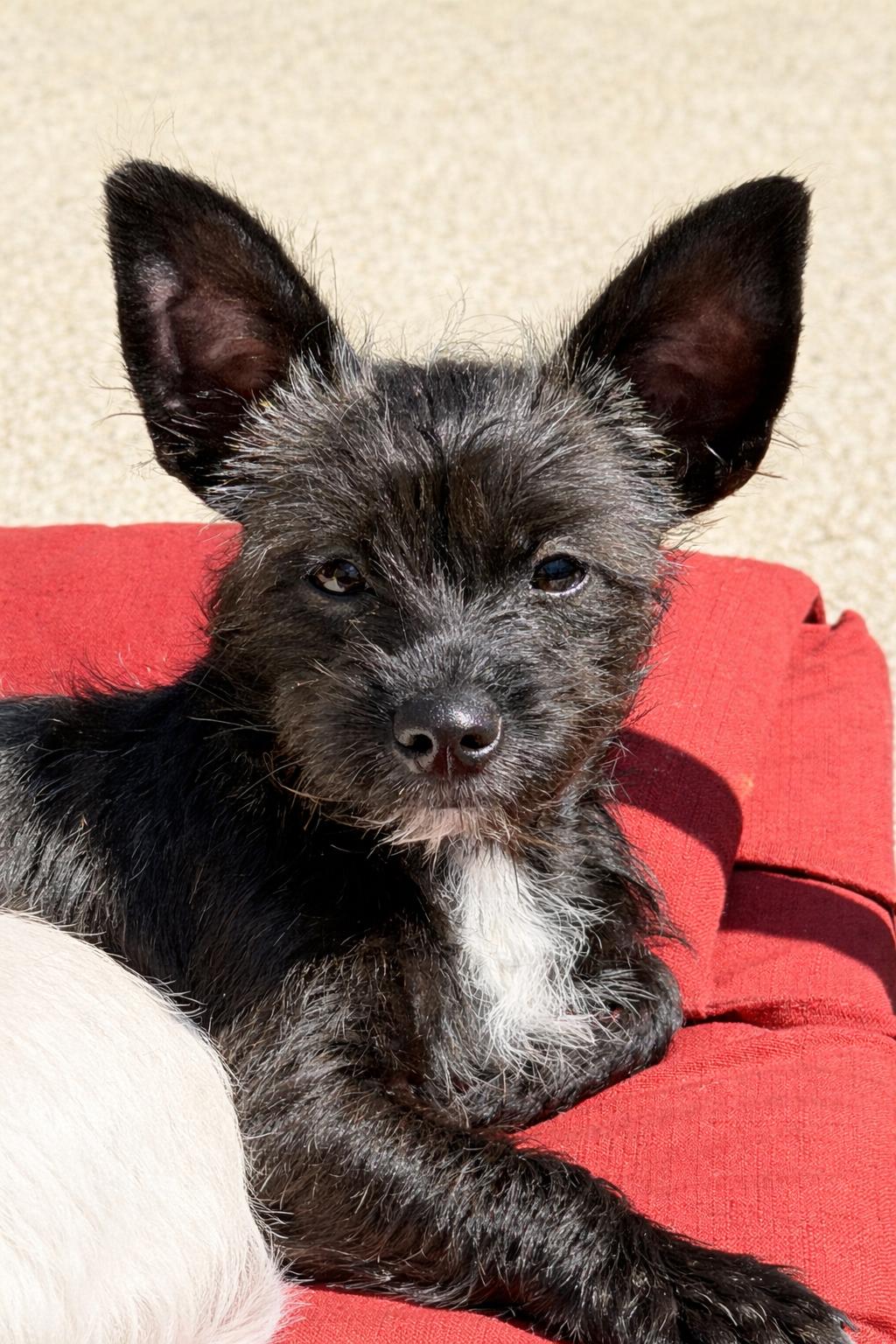 Enlarge Milo, an adopted mixed breed in Olympia, WA image 4/5