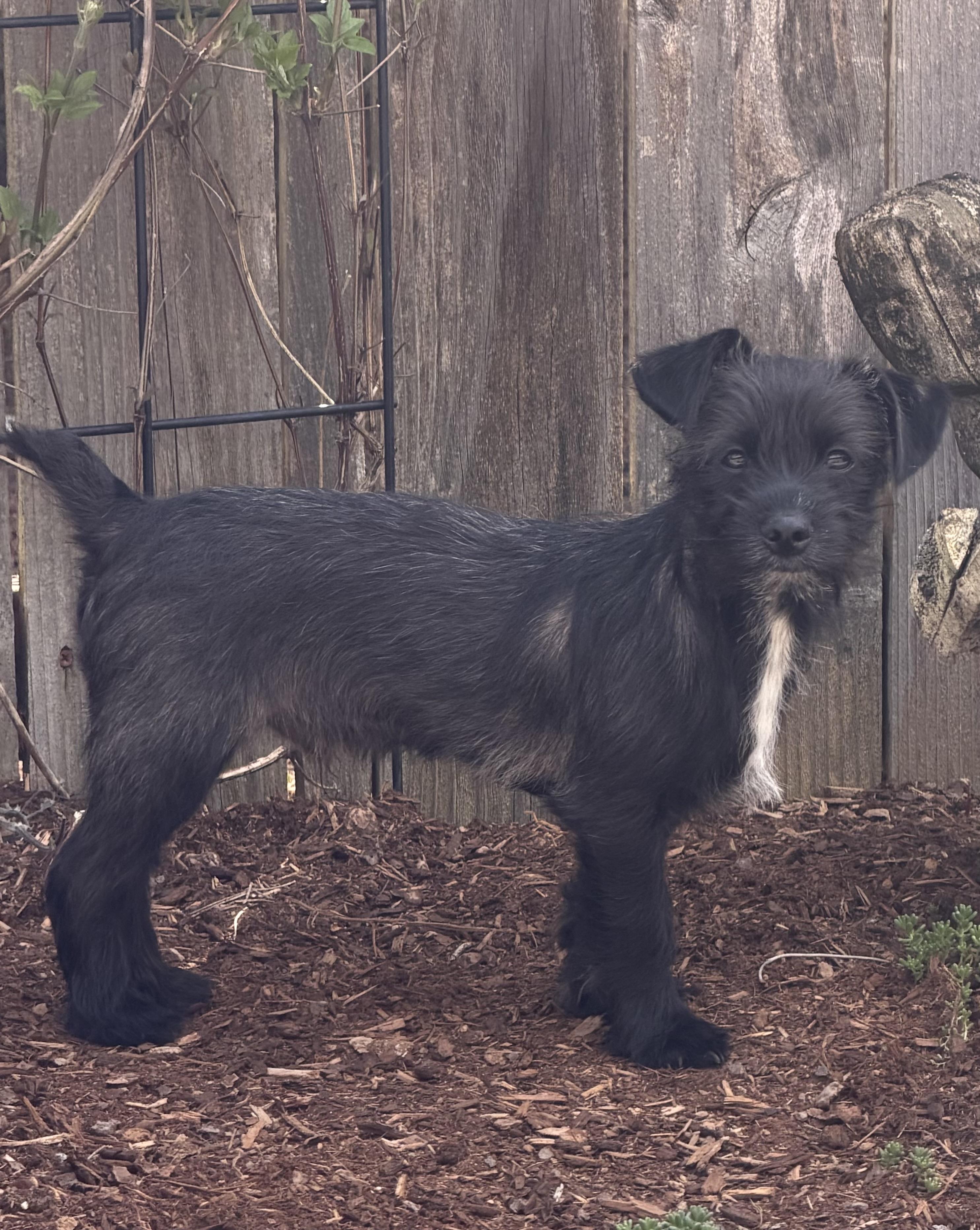 Enlarge Milo, an adopted mixed breed in Olympia, WA image 5/5