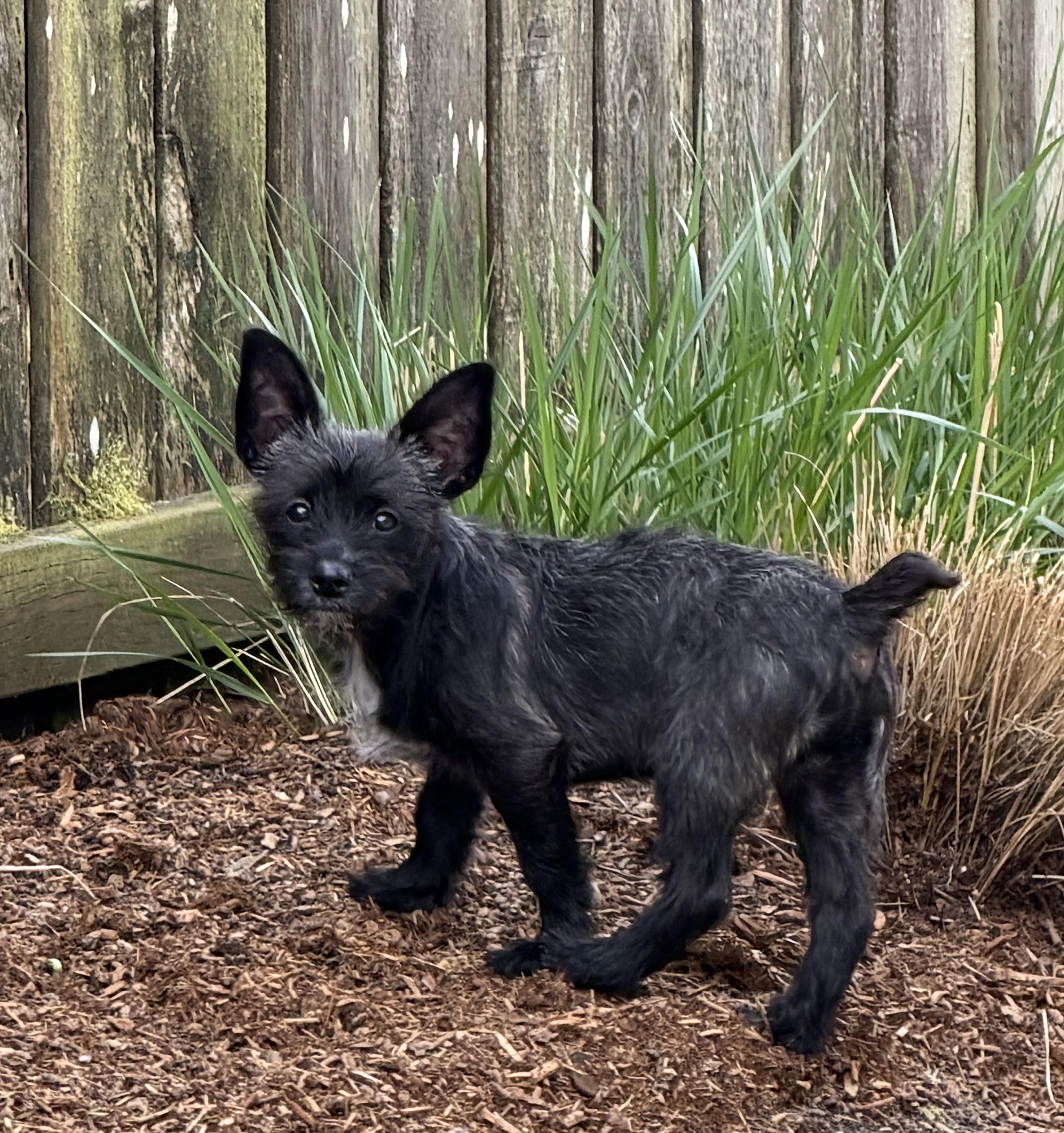 Enlarge Milo, an adopted mixed breed in Olympia, WA image 3/5