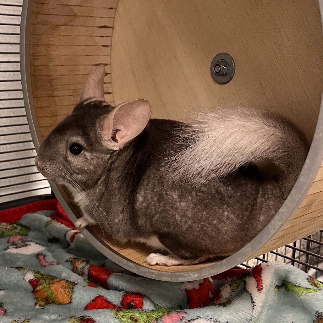 Enlarge Priscilla, a Adoptable Chinchilla in Mentor, OH image 1/4