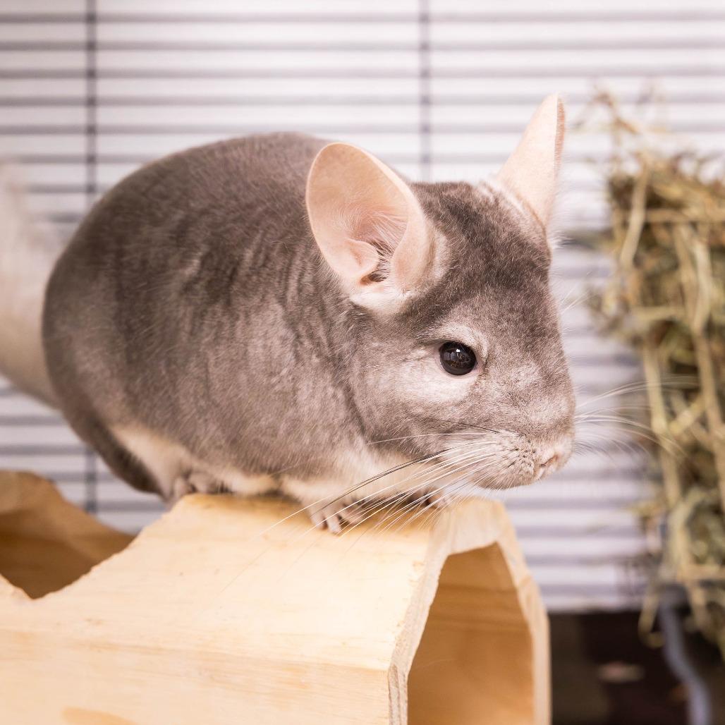 Enlarge Priscilla, a Adoptable Chinchilla in Mentor, OH image 2/4