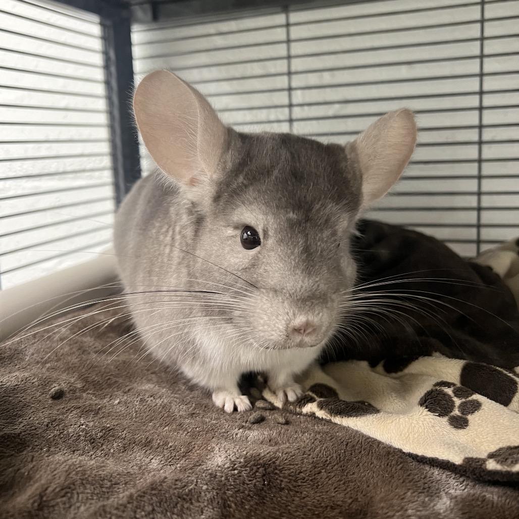 Enlarge Priscilla, a Adoptable Chinchilla in Mentor, OH image 3/4