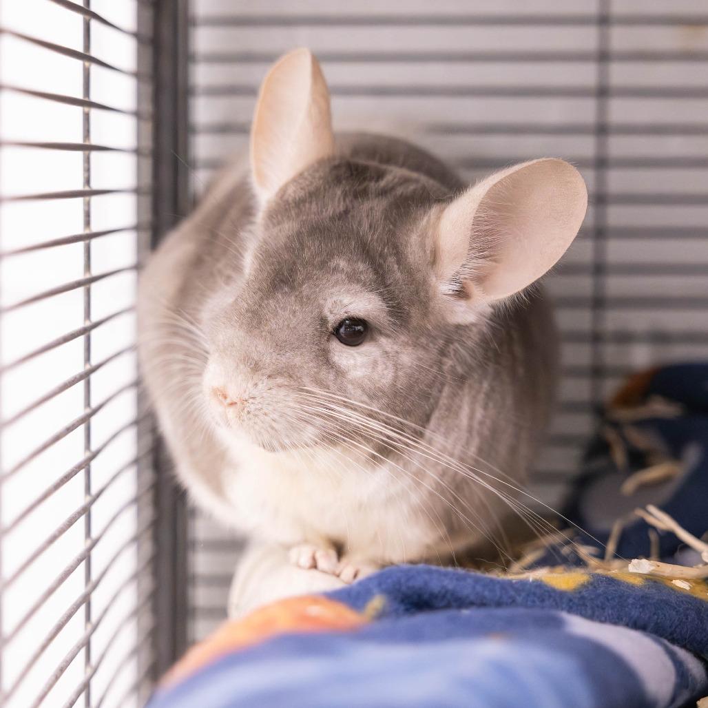 Enlarge Priscilla, a Adoptable Chinchilla in Mentor, OH image 4/4