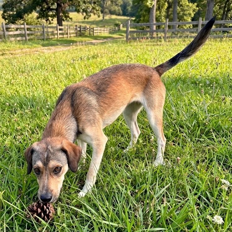 Hershey, Adoptable, Young Female Dachshund & Beagle.