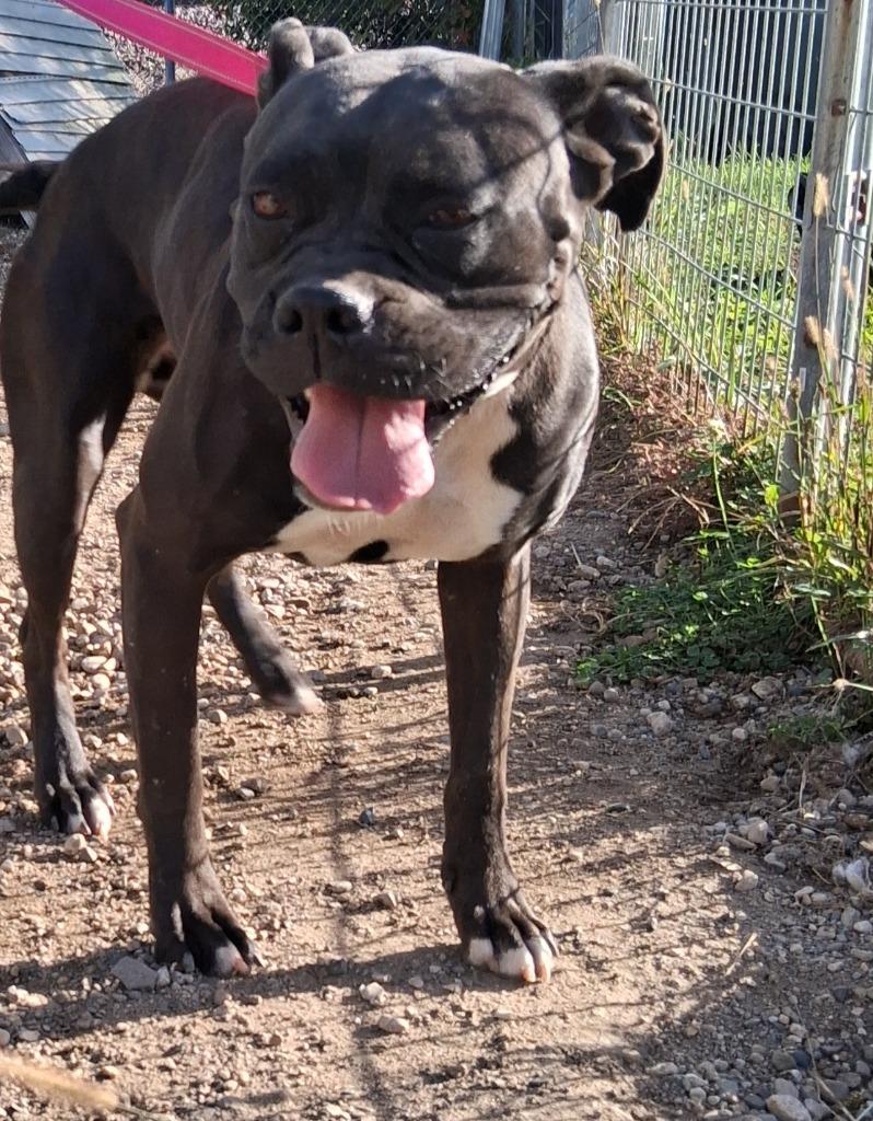 Princess, Adoptable, Adult Female Boxer & Terrier.