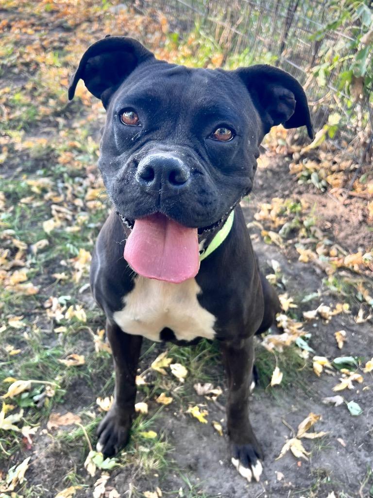 Princess, Adoptable, Adult Female Boxer & Terrier.