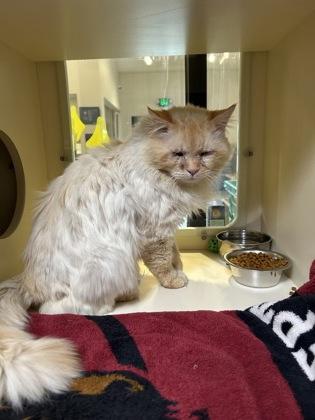 Enlarge Torsten, a ADOPTABLE Himalayan in Hamilton, MT image 2/6