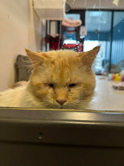 Enlarge Torsten, a ADOPTABLE Himalayan in Hamilton, MT image 6/6