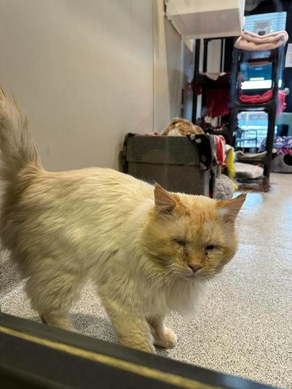 Enlarge Torsten, a ADOPTABLE Himalayan in Hamilton, MT image 4/6