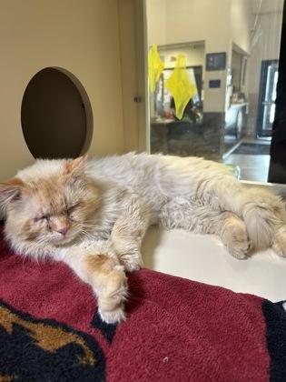 Enlarge Torsten, a ADOPTABLE Himalayan in Hamilton, MT image 3/6