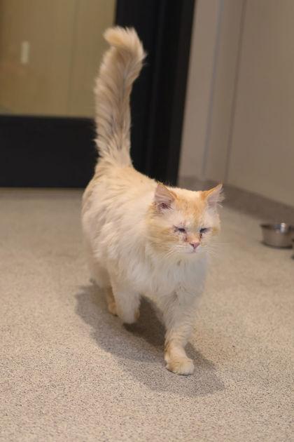 Torsten, ADOPTABLE, Adult Male Himalayan.